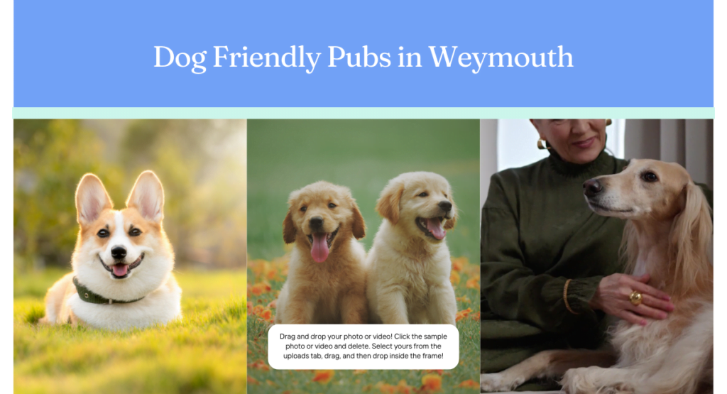 Dog Friendly Pubs in Weymouth - dog N feed